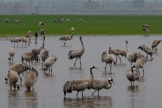עגורים מצפצפים בפיהם // צילום: אייל מרגוליס - ג'ייני
